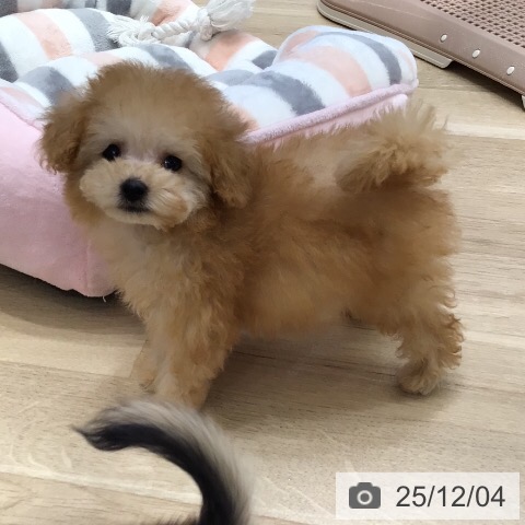 トイ・プードルの写真