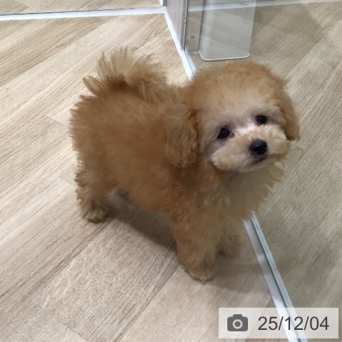 トイ・プードルの写真