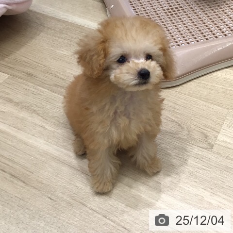 トイ・プードルの写真