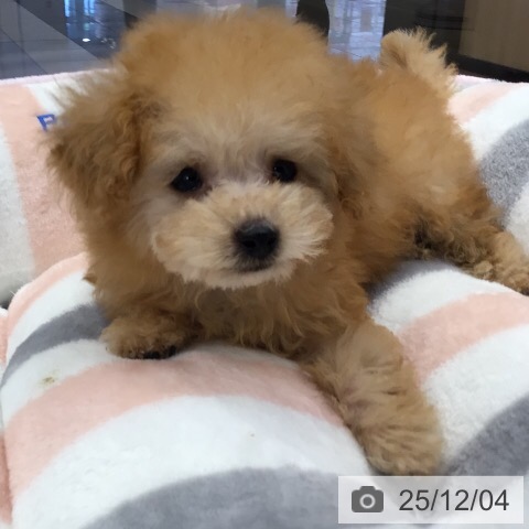 トイ・プードルの写真