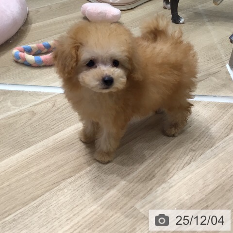 トイ・プードルの写真