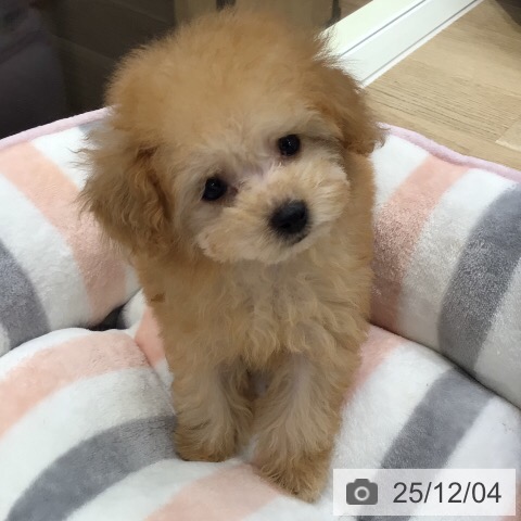 トイ・プードルの写真