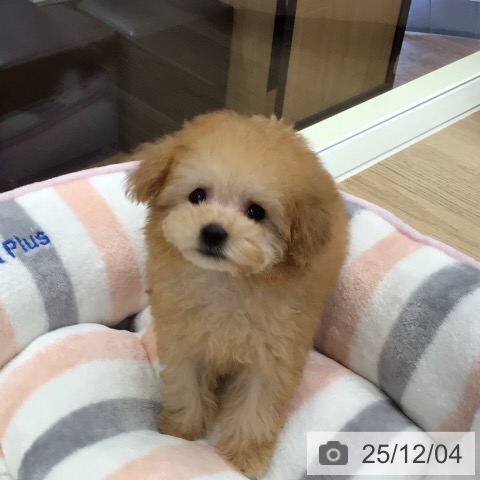 トイ・プードルの写真