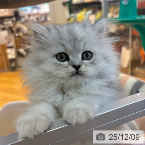 ペルシャの写真