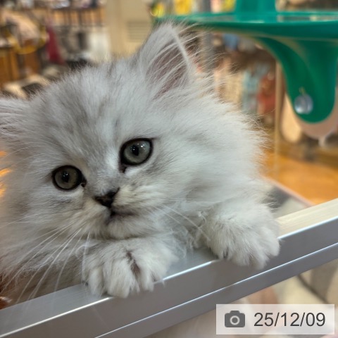 ペルシャの写真