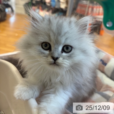 ペルシャの写真