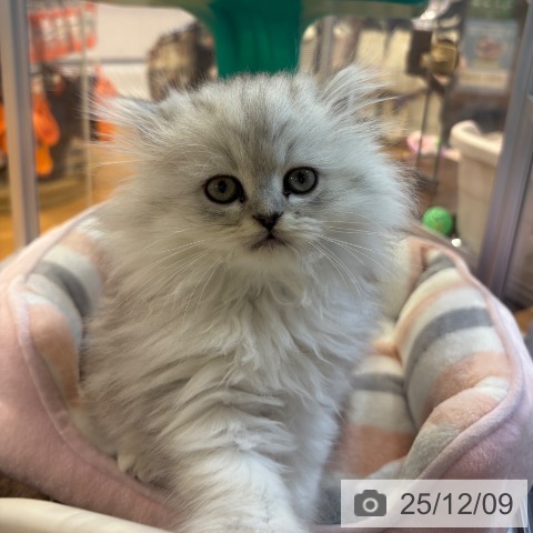 ペルシャの写真