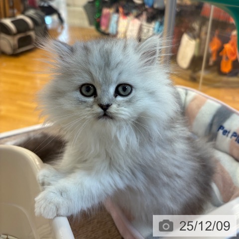 ペルシャの写真