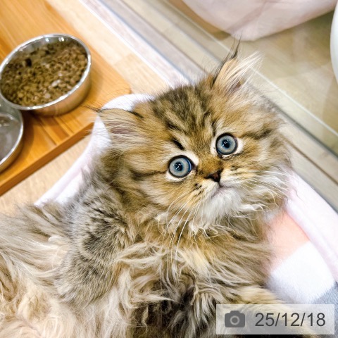 大阪府のペルシャ (ペットプラス イオン大日店/2025年9月29日生まれ/男の子/チンチラゴールデン)の子猫の4枚目の画像