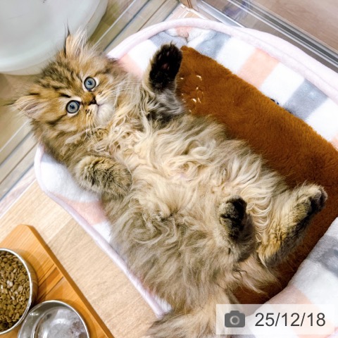 大阪府のペルシャ (ペットプラス イオン大日店/2025年9月29日生まれ/男の子/チンチラゴールデン)の子猫の3枚目の画像