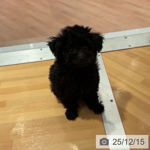 愛知県のトイプードル(トイ) (ペットプラス 名古屋茶屋店/2025年10月2日生まれ/男の子/ブラック)の子犬の3枚目の画像