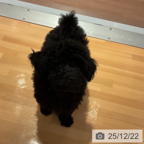 愛知県のトイプードル(トイ) (ペットプラス 名古屋茶屋店/2025年10月2日生まれ/男の子/ブラック)の子犬の4枚目の画像