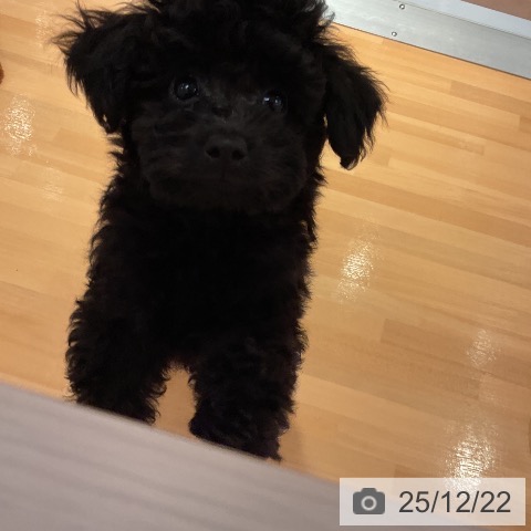 愛知県のトイプードル(トイ) (ペットプラス 名古屋茶屋店/2025年10月2日生まれ/男の子/ブラック)の子犬の3枚目の画像