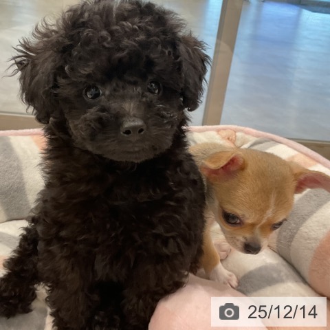 トイ・プードルの写真