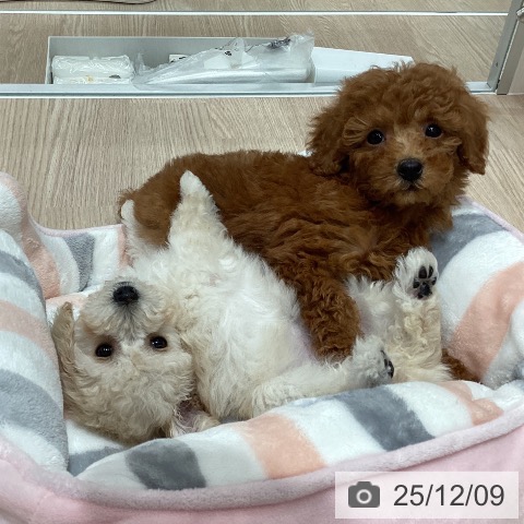 石川県のトイプードル(トイ) (ペットプラス 白山店/2025年10月2日生まれ/女の子/クリーム)の子犬の4枚目の画像