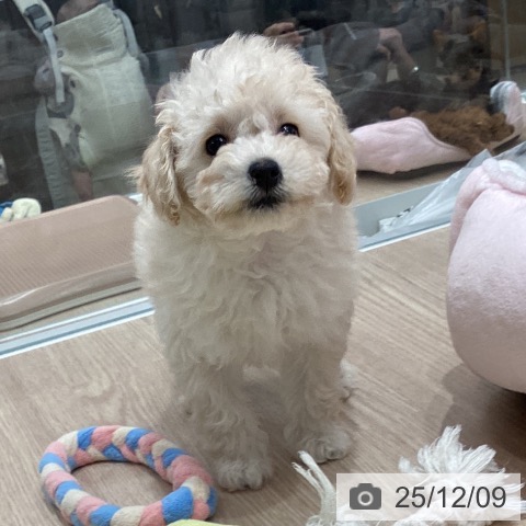 石川県のトイプードル(トイ) (ペットプラス 白山店/2025年10月2日生まれ/女の子/クリーム)の子犬の3枚目の画像