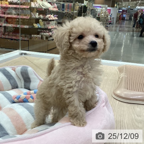 愛知県のトイプードル(トイ) (ペットプラス 豊田店/2025年10月1日生まれ/男の子/クリーム)の子犬の3枚目の画像