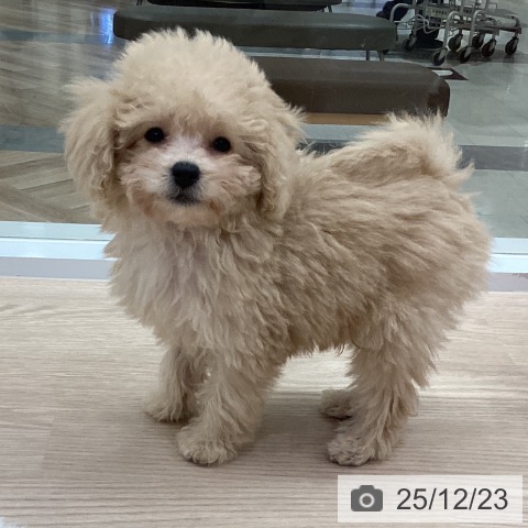 愛知県のトイプードル(トイ) (ペットプラス 豊田店/2025年10月1日生まれ/男の子/クリーム)の子犬の4枚目の画像