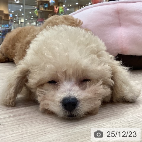 愛知県のトイプードル(トイ) (ペットプラス 豊田店/2025年10月1日生まれ/男の子/クリーム)の子犬の3枚目の画像
