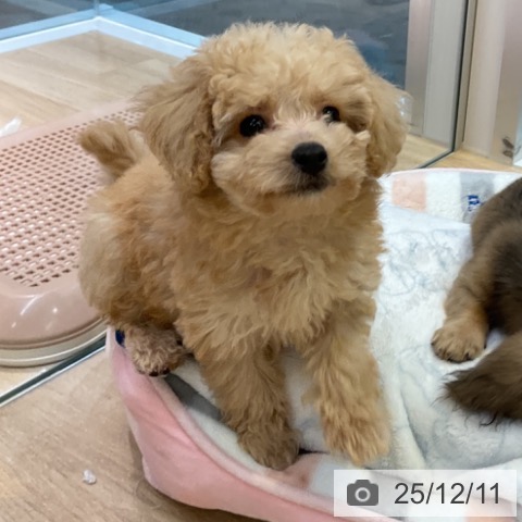 愛知県のトイプードル(トイ) (ペットプラス 岡崎店/2025年10月1日生まれ/女の子/クリーム)の子犬の4枚目の画像