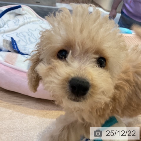 愛知県のトイプードル(トイ) (ペットプラス 岡崎店/2025年10月1日生まれ/女の子/クリーム)の子犬の4枚目の画像