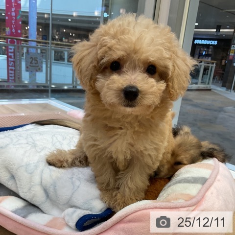 愛知県のトイプードル(トイ) (ペットプラス 岡崎店/2025年10月1日生まれ/女の子/クリーム)の子犬の3枚目の画像