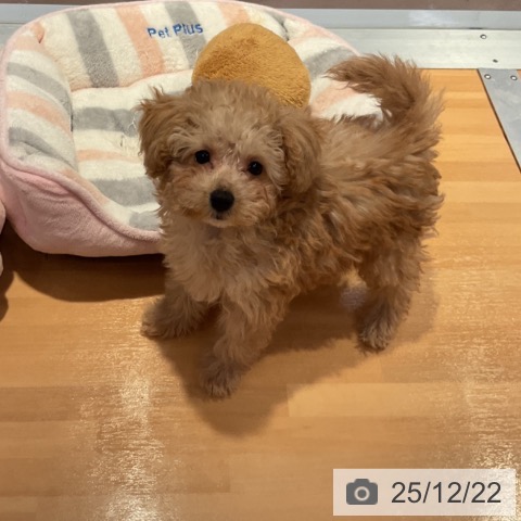 愛知県のトイプードル(トイ) (ペットプラス 名古屋茶屋店/2025年10月1日生まれ/女の子/クリーム)の子犬の4枚目の画像