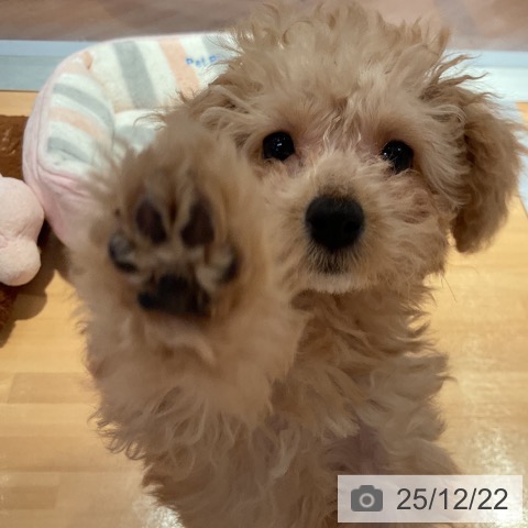 愛知県のトイプードル(トイ) (ペットプラス 名古屋茶屋店/2025年10月1日生まれ/女の子/クリーム)の子犬の3枚目の画像