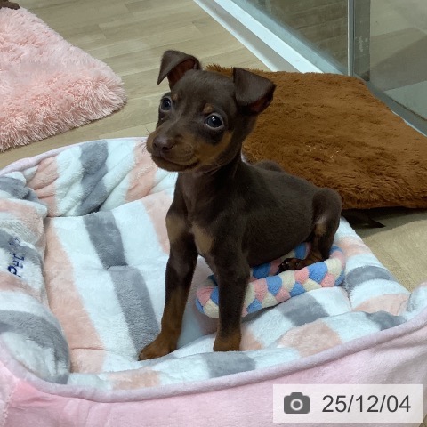 埼玉県のミニチュアピンシャー (ペットプラス ららぽーと新三郷店/2025年10月3日生まれ/男の子/チョコレートタン)の子犬の3枚目の画像