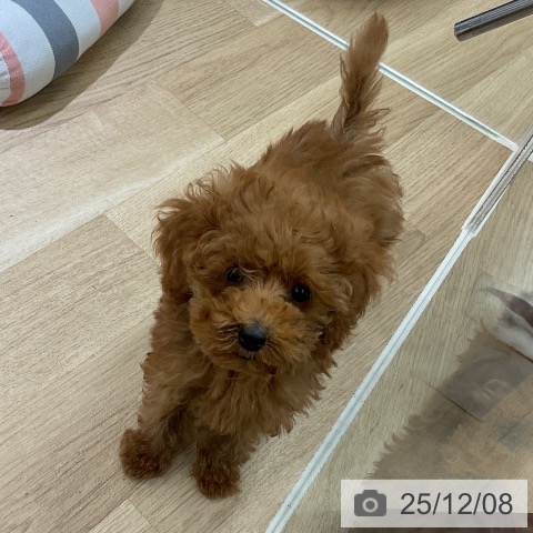 愛知県のトイプードル(トイ) (ペットプラス イオンモール豊川店/2025年9月30日生まれ/男の子/レッド)の子犬の4枚目の画像