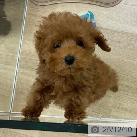 愛知県のトイプードル(トイ) (ペットプラス イオンモール豊川店/2025年9月30日生まれ/男の子/レッド)の子犬の3枚目の画像