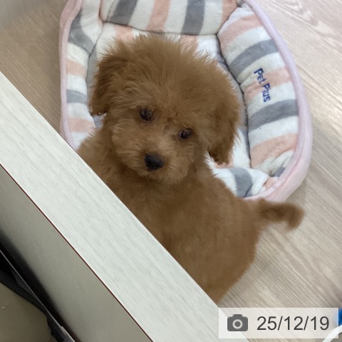 富山県のトイプードル(トイ) (ペットプラス 高岡店/2025年9月30日生まれ/女の子/アプリコット)の子犬の3枚目の画像