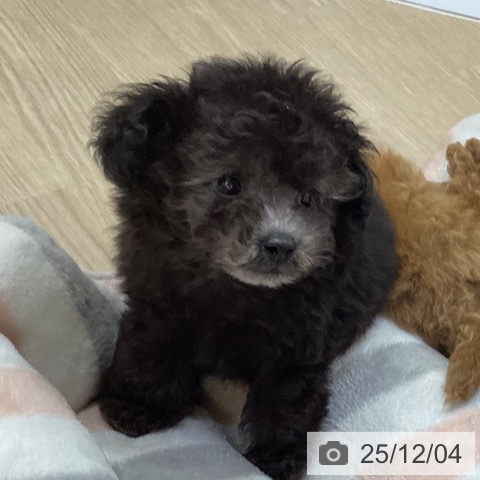 トイ・プードルの写真