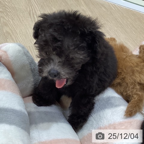 トイ・プードルの写真