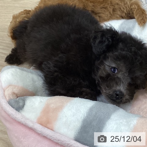 トイ・プードルの写真