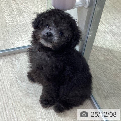 愛知県のトイプードル(トイ) (ペットプラス ナゴヤドーム前店/2025年10月1日生まれ/男の子/シルバー)の子犬の4枚目の画像