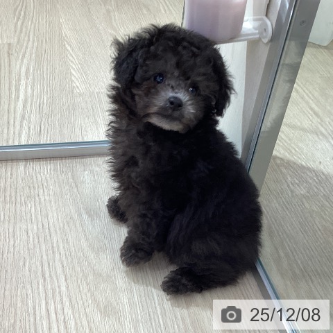 愛知県のトイプードル(トイ) (ペットプラス ナゴヤドーム前店/2025年10月1日生まれ/男の子/シルバー)の子犬の3枚目の画像