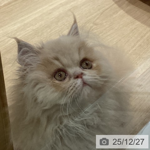 福岡県のペルシャ (ペットプラス 小倉南店/2025年9月16日生まれ/男の子/クリーム)の子猫の4枚目の画像