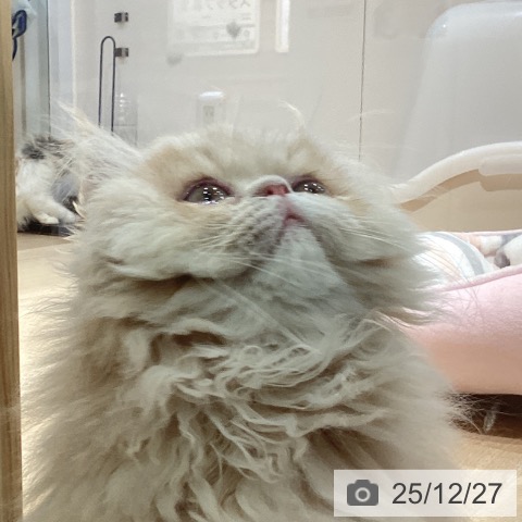 福岡県のペルシャ (ペットプラス 小倉南店/2025年9月16日生まれ/男の子/クリーム)の子猫の3枚目の画像