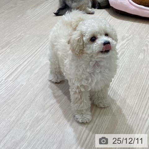 トイ・プードルの写真