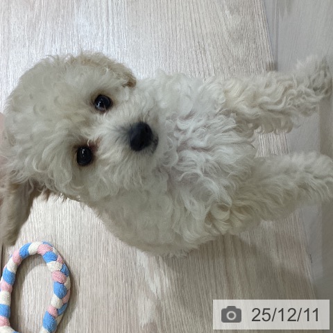 富山県のトイプードル(トイ) (ペットプラス 高岡店/2025年10月5日生まれ/女の子/クリーム)の子犬の4枚目の画像