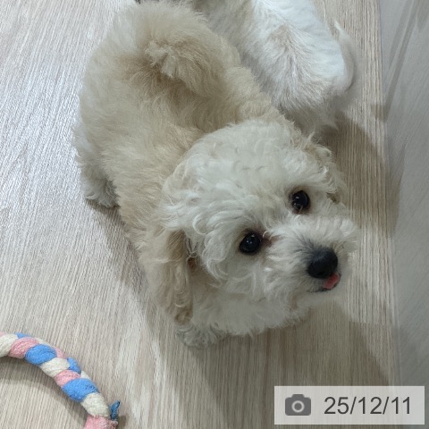 富山県のトイプードル(トイ) (ペットプラス 高岡店/2025年10月5日生まれ/女の子/クリーム)の子犬の3枚目の画像