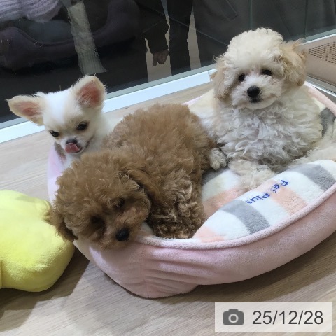 トイ・プードルの写真