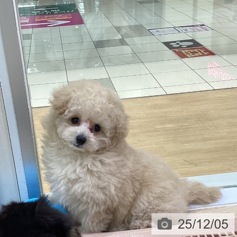 トイ・プードルの写真