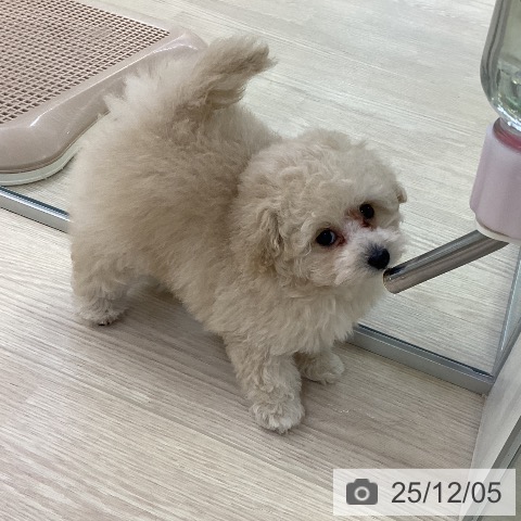 トイ・プードルの写真