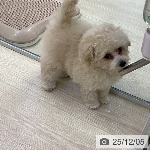 トイ・プードルの写真