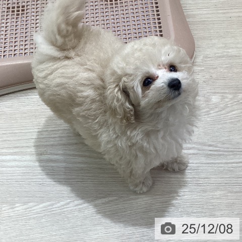 愛知県のトイプードル(トイ) (ペットプラス ナゴヤドーム前店/2025年10月5日生まれ/女の子/クリーム)の子犬の4枚目の画像