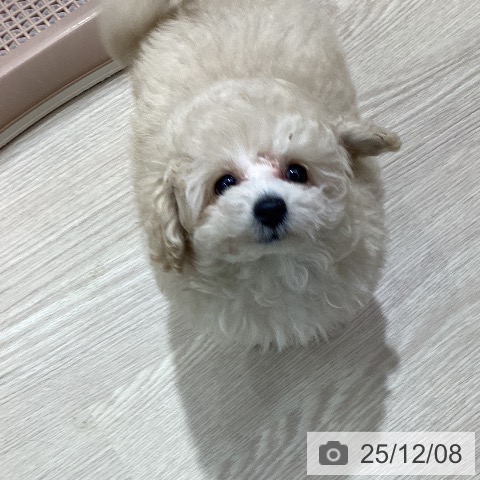 愛知県のトイプードル(トイ) (ペットプラス ナゴヤドーム前店/2025年10月5日生まれ/女の子/クリーム)の子犬の3枚目の画像