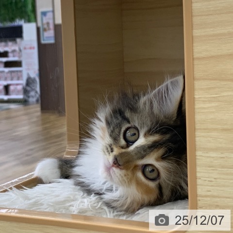 メインクーンの写真