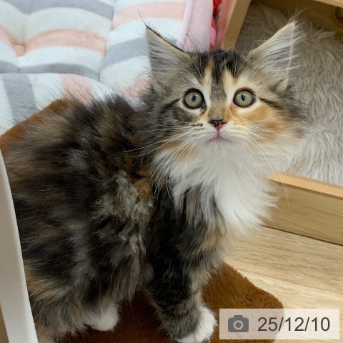 岐阜県のメインクーン (ペットプラス 光ケ丘店/2025年10月5日生まれ/女の子/ブラウンパッチドタビーホワイト)の子猫の3枚目の画像